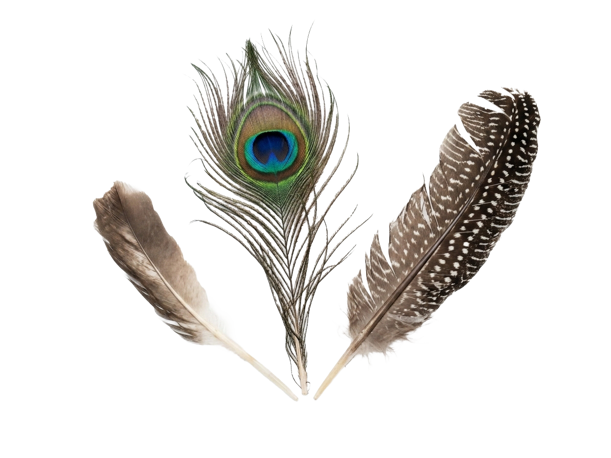 Feather Embellishments - 3 Pack